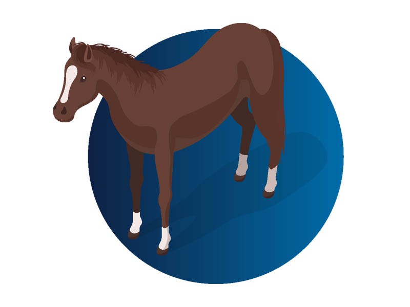 Sub Equine